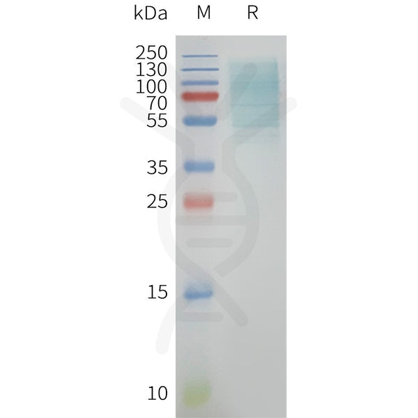 Human GPR39 full length protein-synthetic nanodisc – Figure 1 of 1