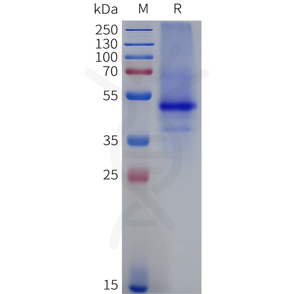 Biotinylated Human NK2R full length protein-synthetic nanodisc – Figure 1 of 1