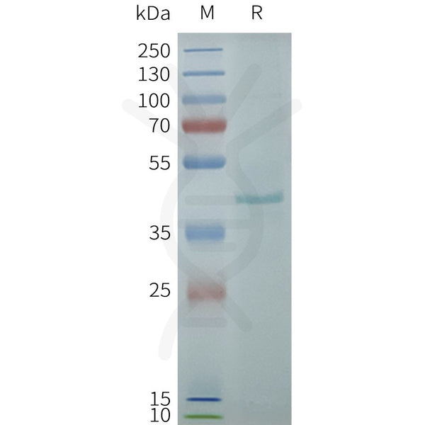 Human NPSR1 full length protein-synthetic nanodisc – Figure 1 of 1