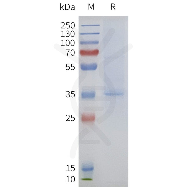 Human F2RL2 full length protein-synthetic nanodisc – Figure 1 of 1