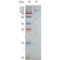 Human MBP-GPR75 full length protein-synthetic nanodisc – Figure 1 of 1