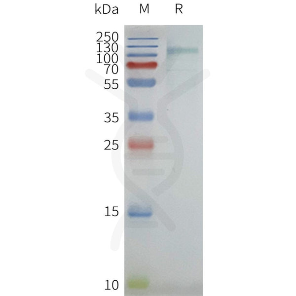 Human MBP-GPR75 full length protein-synthetic nanodisc – Figure 1 of 1