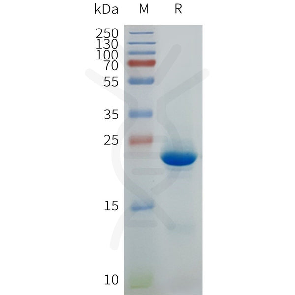 Human CLDN6-Strep full length protein-synthetic nanodisc – Figure 1 of 1