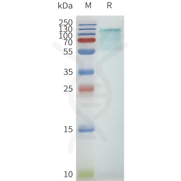 Human GPR75-Strep full length protein-synthetic nanodisc – Figure 1 of 1