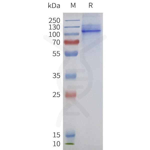 Human TRPV1-Strep full length protein-synthetic nanodisc – Figure 1 of 1