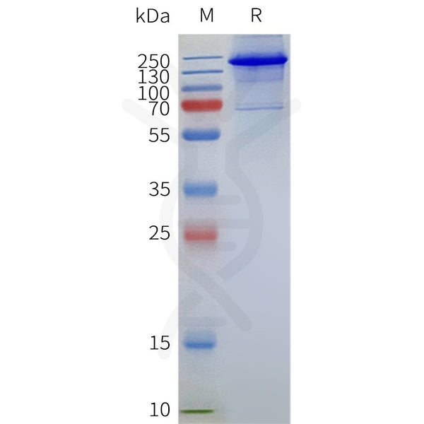 Human MBP-TRPV1-Strep full length protein-synthetic nanodisc – Figure 1 of 1
