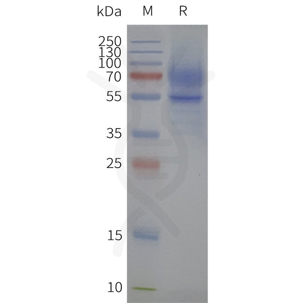 Human 5HT1A-Strep full length protein-synthetic nanodisc – Figure 1 of 1