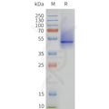 Human 5HT1B-Strep full length protein-synthetic nanodisc – Figure 1 of 1