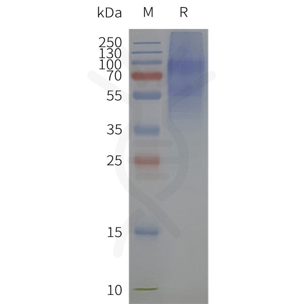 Human 5HT2C-Strep full length protein-synthetic nanodisc – Figure 1 of 1