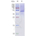 Human BRIL-MC2R-Strep full length protein-synthetic nanodisc – Figure 1 of 1