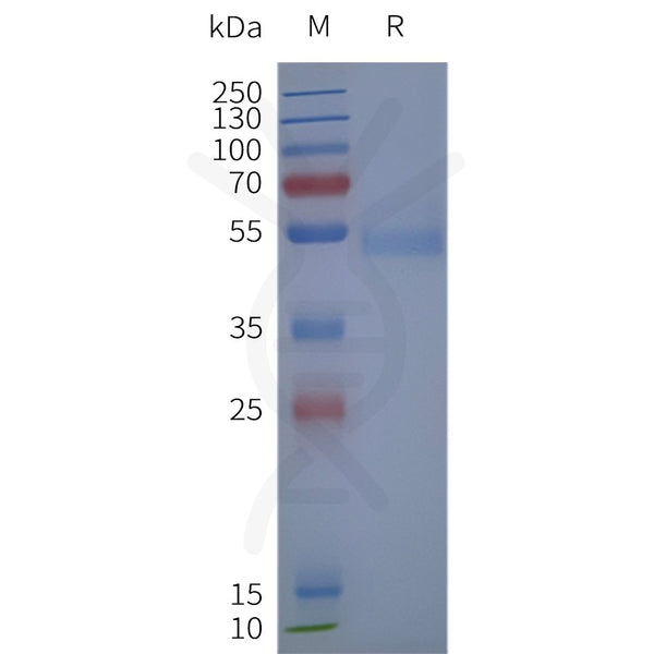 Human ADRB2-Strep full length protein-synthetic nanodisc – Figure 1 of 1
