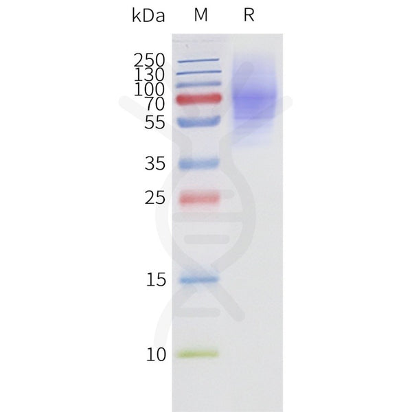 Human ADRB3-Strep full length protein-synthetic nanodisc – Figure 1 of 1