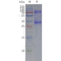 Human AGRG3-Strep full length protein-synthetic nanodisc – Figure 1 of 1