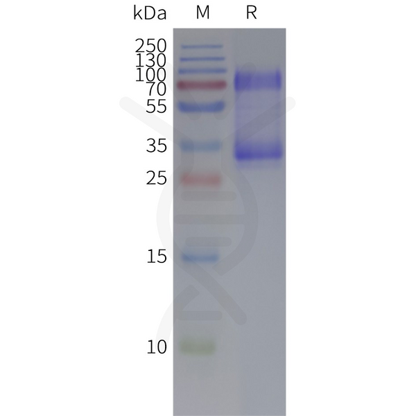 Human AGRG3-Strep full length protein-synthetic nanodisc – Figure 1 of 1