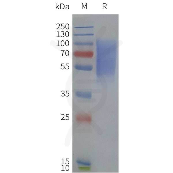 Human DRD1-Strep full length protein-synthetic nanodisc – Figure 1 of 1