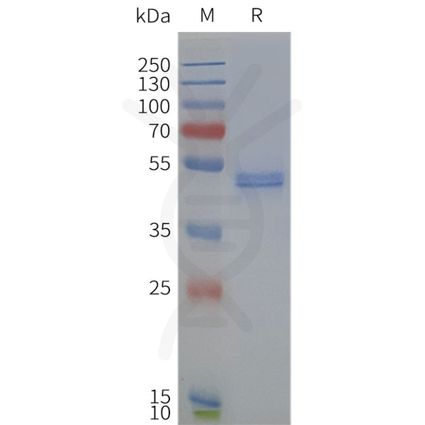 Human DRD4-Strep full length protein-synthetic nanodisc – Figure 1 of 1