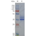 Human FFAR2-Strep full length protein-synthetic nanodisc – Figure 1 of 1