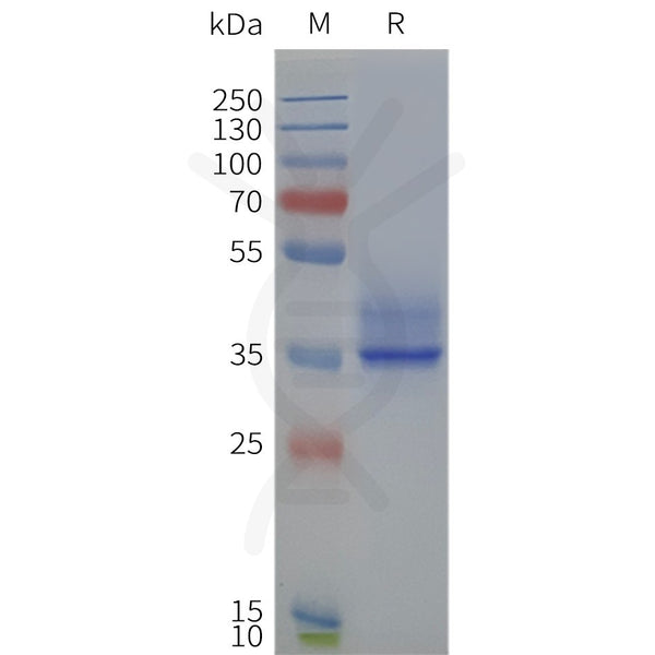 Human FFAR2-Strep full length protein-synthetic nanodisc – Figure 1 of 1