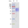Human FFAR3-Strep full length protein-synthetic nanodisc – Figure 1 of 1