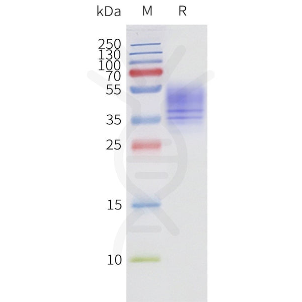 Human FFAR3-Strep full length protein-synthetic nanodisc – Figure 1 of 1
