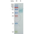 Human FFAR4-Strep full length protein-synthetic nanodisc – Figure 1 of 1