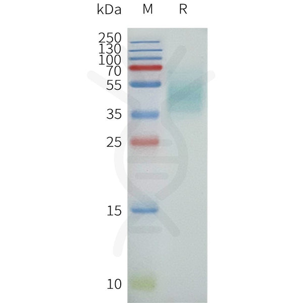 Human FFAR4-Strep full length protein-synthetic nanodisc – Figure 1 of 1