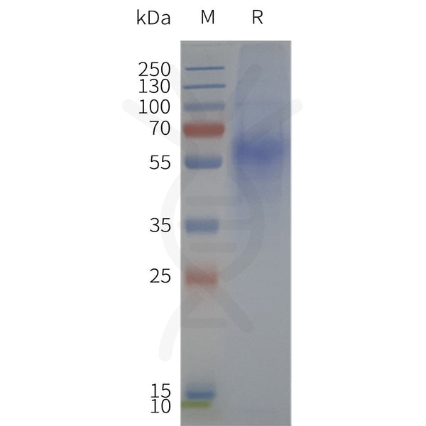 Human FPR1-Strep full length protein-synthetic nanodisc – Figure 1 of 1