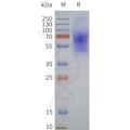 Human GALR1-Strep full length protein-synthetic nanodisc – Figure 1 of 1