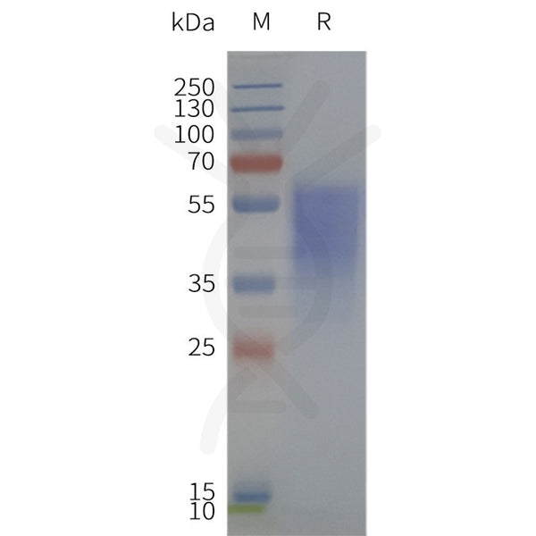 Human GHSR-Strep full length protein-synthetic nanodisc – Figure 1 of 1
