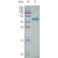 Human GPRC5C-Strep full length protein-synthetic nanodisc – Figure 1 of 1