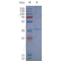 Human GPER1-Strep full length protein-synthetic nanodisc – Figure 1 of 1