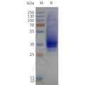 Human GPR35-Strep full length protein-synthetic nanodisc – Figure 1 of 1