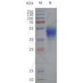 Human HCAR2-Strep full length protein-synthetic nanodisc – Figure 1 of 1