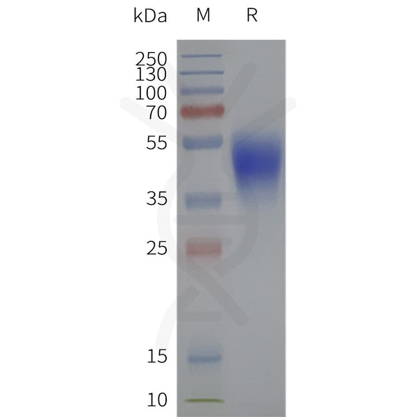 Human HCAR2-Strep full length protein-synthetic nanodisc – Figure 1 of 1