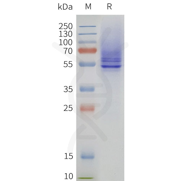 Human HRH1-Strep full length protein-synthetic nanodisc – Figure 1 of 1