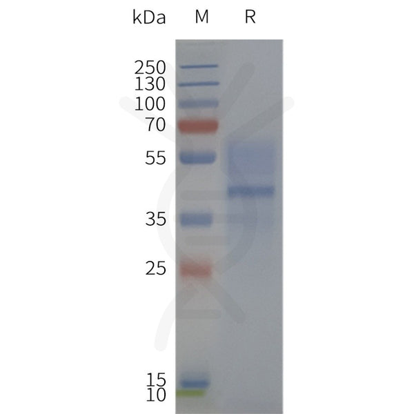 Human MC3R-Strep full length protein-synthetic nanodisc – Figure 1 of 1