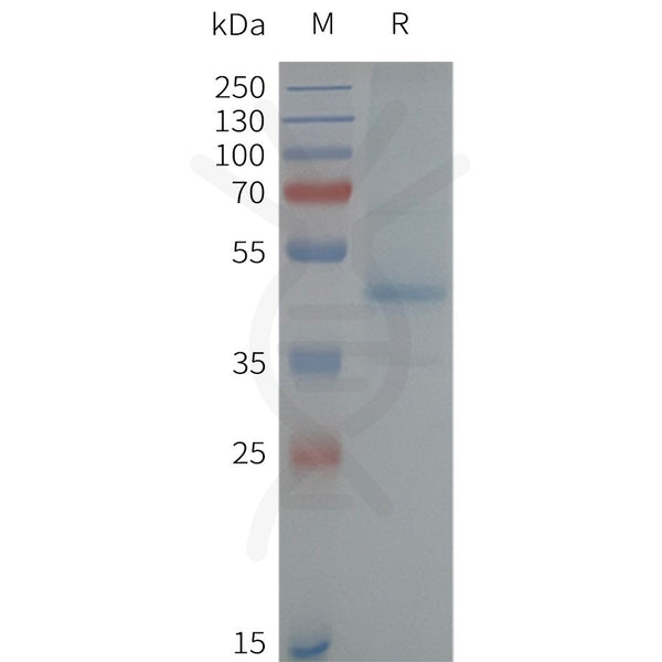 Human NK2R-Strep full length protein-synthetic nanodisc – Figure 1 of 1