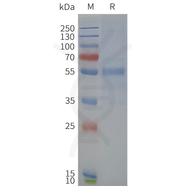 Human NPY2R-Strep full length protein-synthetic nanodisc – Figure 1 of 1