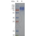 Human PTH1R-Strep full length protein-synthetic nanodisc – Figure 1 of 1