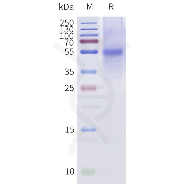 Human BRIL-TAAR1-Strep full length protein-synthetic nanodisc – Figure 1 of 1