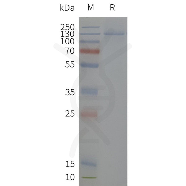 Human KCNH2-Strep full length protein-synthetic nanodisc – Figure 1 of 1