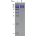 Human GRIA3-Strep full length protein-synthetic nanodisc – Figure 1 of 1