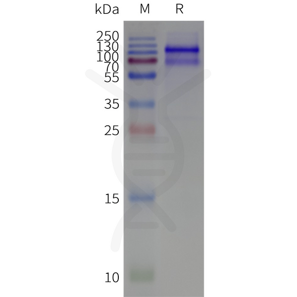 Human GRIA3-Strep full length protein-synthetic nanodisc – Figure 1 of 1