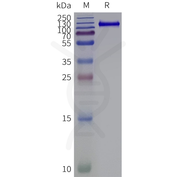 Human GRIK3-Strep full length protein-synthetic nanodisc – Figure 1 of 1