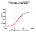 Human MLC1 full length protein-MNP – Figure 1 of 1