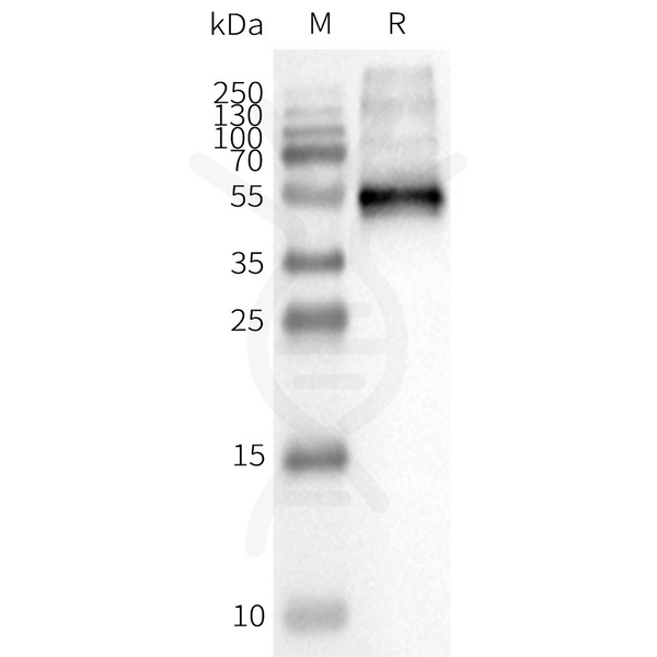 Biotinylated Human CCR8 full length protein-PeptiNanodisc – Figure 1 of 1