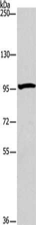 ATG9A Polyclonal Antibody – Figure 1 of 4