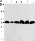 APEX1 Polyclonal Antibody – Figure 1 of 2