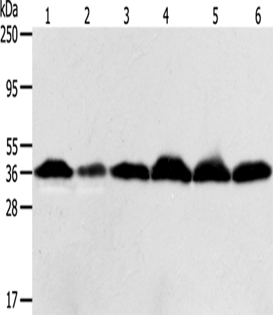 APEX1 Polyclonal Antibody – Figure 1 of 2