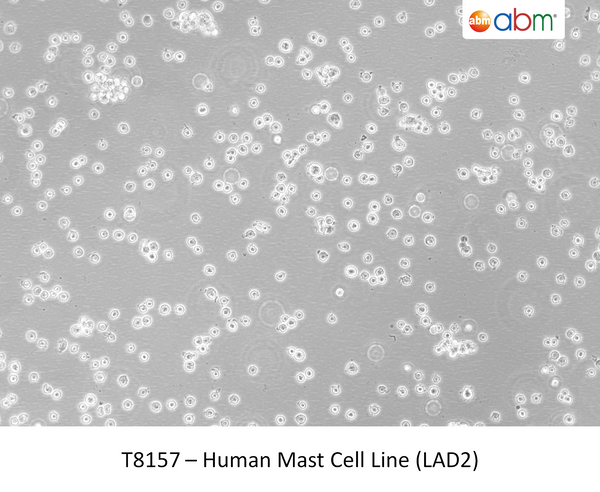 Human Mast Cell Line (LAD2) ; <span style="color: #ef6331;">Capable of histamine release (degranulation)</span> | Applied Biological Materials (abm)